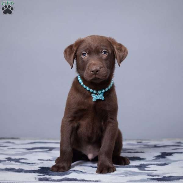 Bounty, Chocolate Labrador Retriever Puppy